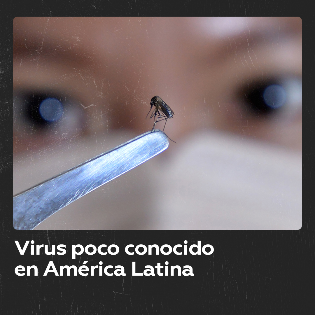 🦟 Mosquitos en Latinoamérica portan un virus poco conocido sin cura Mosquitos transmiten en América Latina el virus Oropouche, aún sin cura, que puede causar meningitis o encefalitis. Los síntomas, similares a los del dengue, incluyen fiebre y dolores musculares.