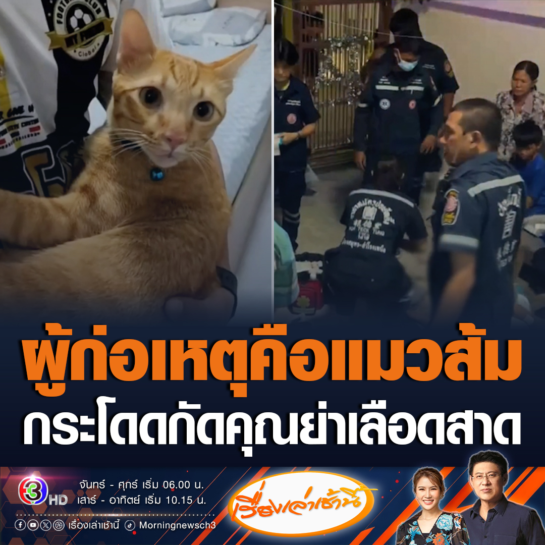 #เรื่องเล่าเช้านี้ แมวส้มวัย 1 ขวบ กระโดดกัดคุณย่าวัย 57 ปี เจ็บหนัก เลือดสาดกระเด็นทั่วบ้าน เจ้าหน้าที่ช่วยกันปฐมพยาบาล ขณะที่หลานเผย ปกติแมวเลี้ยงระบบปิด ก่อนเกิดเหตุหลุดออกมาทางหน้าต่าง ย่าพยายามไล่จับ แต่แมวกระโดดกัดจนย่าล้ม #ข่าวช่อง3 #ข่าวสังคม #แมวส้มกัดย่า