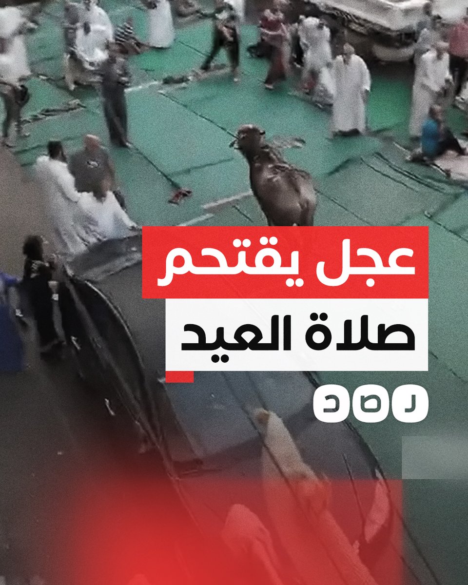 عجل هارب يقتحم مصلى العيد بأحد شوارع القاهرة