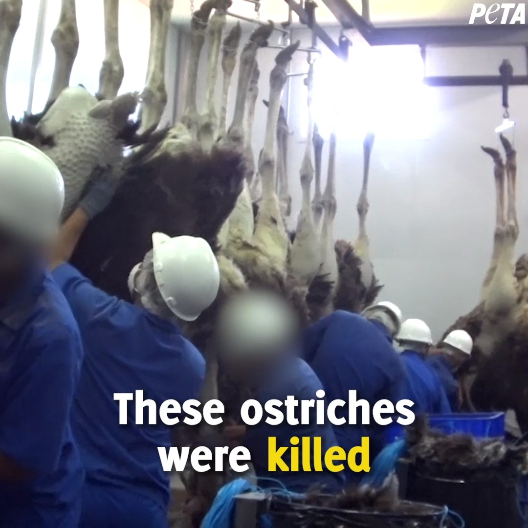 Ostriches’ short lives are cut short and end in blood and violence 💔 NEVER buy ostrich leather.