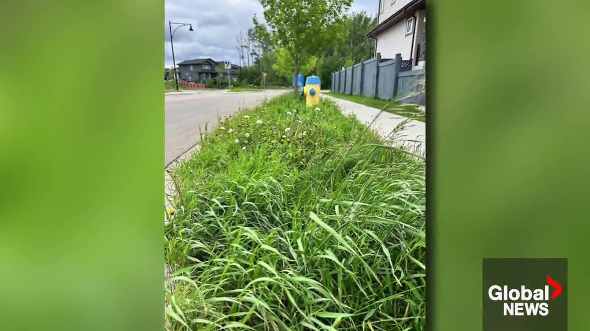 Some Edmonton residents are calling out the city for not maintaining public spaces, where grass and weeds are beginning to grow out of control. Lisa MacGregor reports. #yeg #yegcc