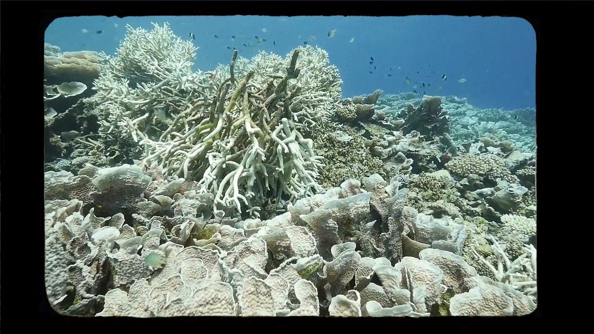 Unlike migratory species, corals stay put, making them uniquely vulnerable to marine heatwaves. 😟 When we lose corals, many coastal communities lose an important source of food &amp; livelihoods. RT if you want more action to #SaveOurOcean!🪸