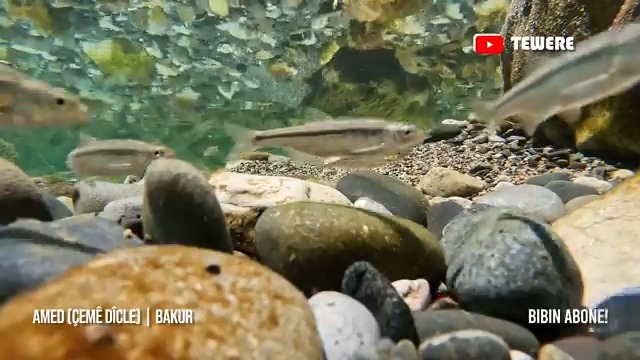 Burası bir akvaryum değil... Bu sefer Dicle Nehri'nin altını çektim. Berrak bir su ve güzel balıklar. Kanala abone olmayı unutmayınız 😉 Videonun Tamamı için linki tıklayın ⬇️⬇️⬇️ 🎥