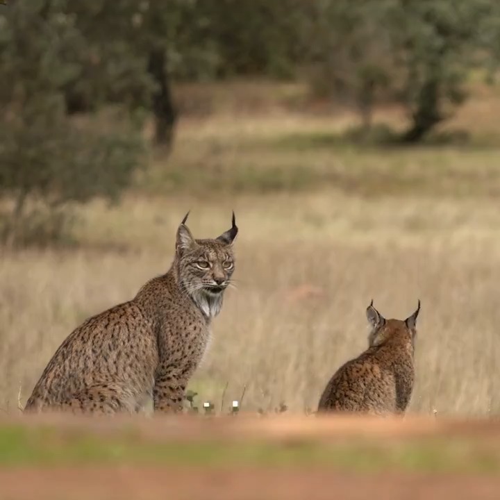 📢 ¡HISTÓRICO! 🎉 🐱 El lince ibérico deja de estar en peligro de extinción. Pasa a catalogarse como especie vulnerable → Según la Unión Internacional para la Conservación de la Naturaleza. Motivos para estar orgullosos 🙌🙌🙌