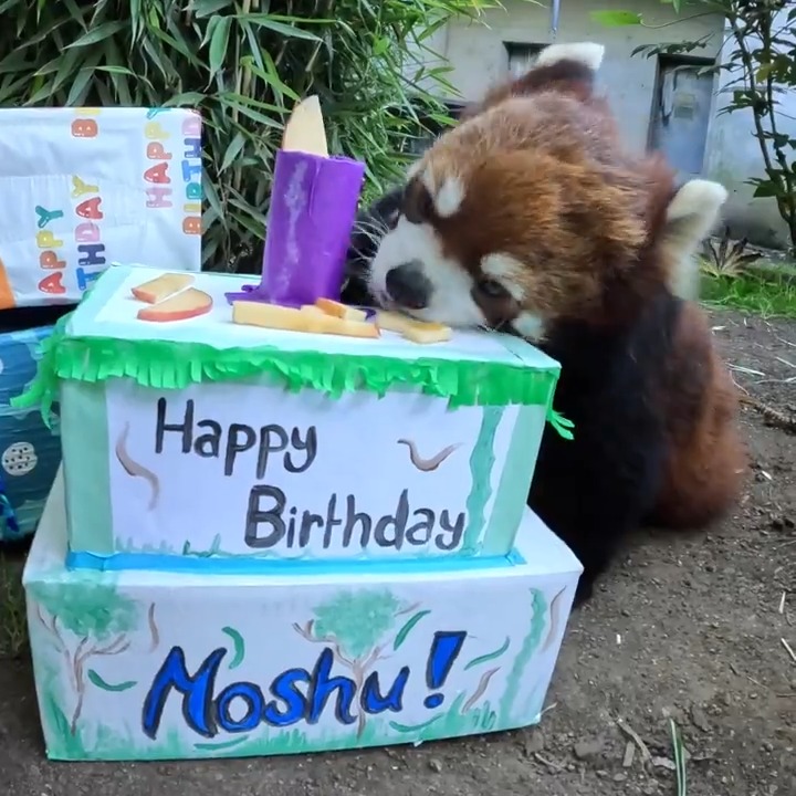 Happy birthday Moshu! Sir Snacks-a-lot is 13 today