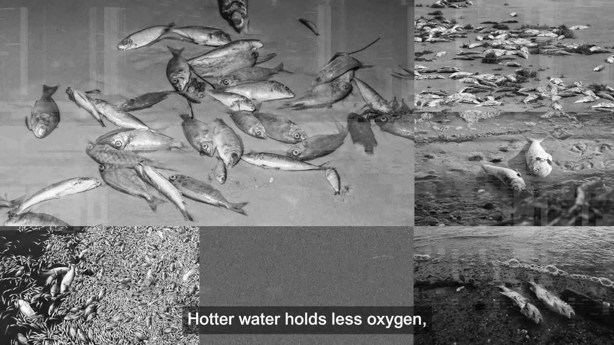 Marine heatwaves are breaking records as the #ClimateCrisis accelerates, and sea temperatures are hitting all-time highs. By cutting #FossilFuels and protecting ecosystems, we can still #SaveOurOcean. RT if you're with us🌍💙 Coral Reef Rescue Initiative #WWFUntangled