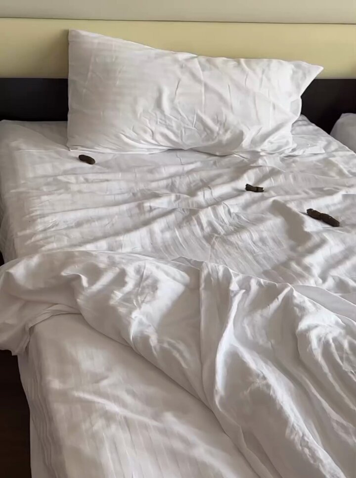 Neden köpek alan otellere gitmemeliyiz adlı çalışma 👇 Bir'de neymiş daha önce hiç havlu çalan bir köpek görmemişlermişmiş... Bak sen 🤭 Topluma dayattıkları şey ise bol miktarda köpek boku.