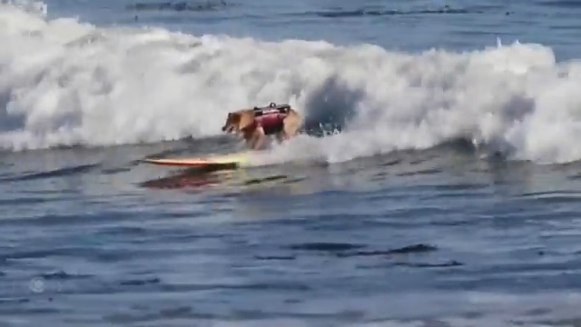 This surfing legend in California is retired now, but she’s still shredding some serious waves — this time for a paw-some cause.