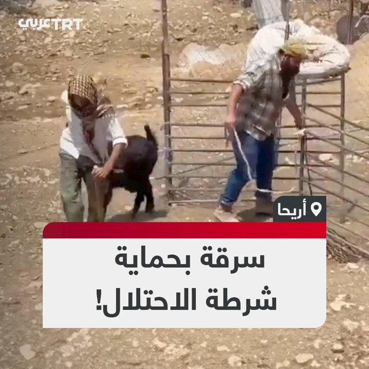 تحرسهم شرطة الاحتلال.. مستوطنون يسرقون مواشي فلسطينيبن أمام أعينهم بمنطقة شلال العوجا قرب أريحا في الضفة الغربية المحتلة