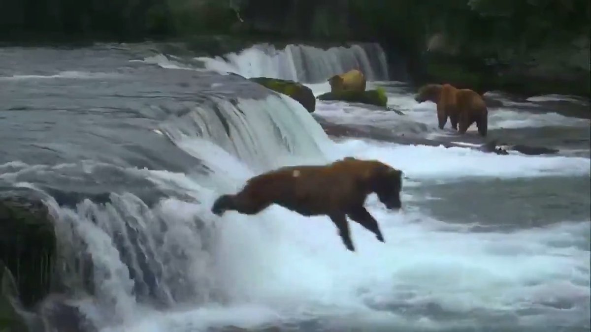 Bear belly flop! 🔟/🔟 BearCam is back for the season. Watch Alaska brown bears fish for salmon live at Katmai National Park. Every year, they congregate to feast on sockeye salmon in the Brooks River. Watch now: Video by explore.org