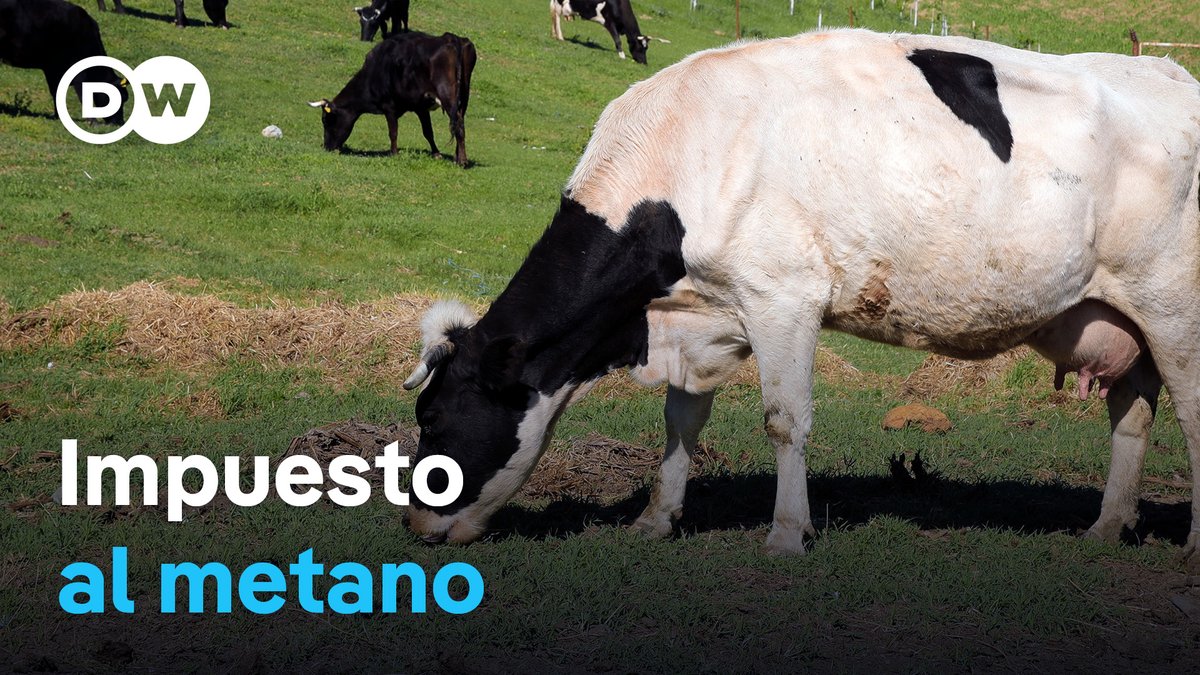 Dinamarca cobrará impuestos a las flatulencias de vacas y cerdos En una medida pionera para luchar contra el #cambioclimático, #Dinamarca será el primer país que grava fiscalmente a sus ganaderos por las #emisiones de metano de sus animales. /ab