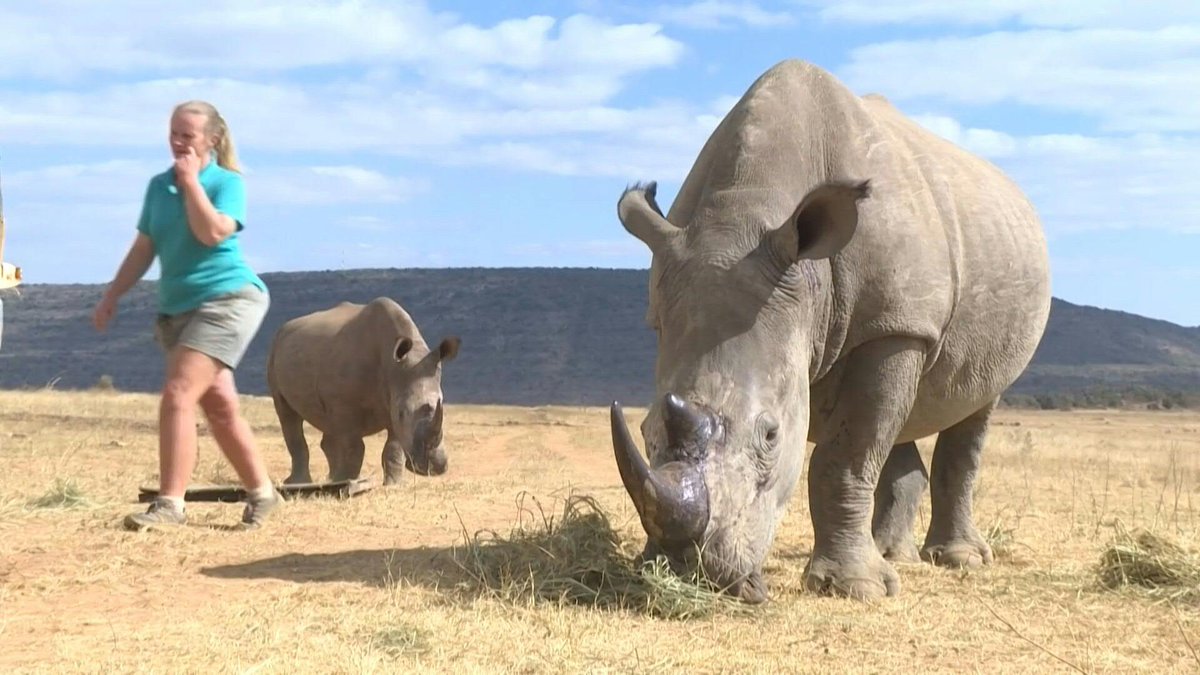 VIDEO: Injecting radioactive material into live rhino horns, the Rhisotope project has found a new way to curb poaching in South Africa. By placing small chips in the herbivores' horns, the team is effectively rendering them poisonous for human consumption and easily detectable.