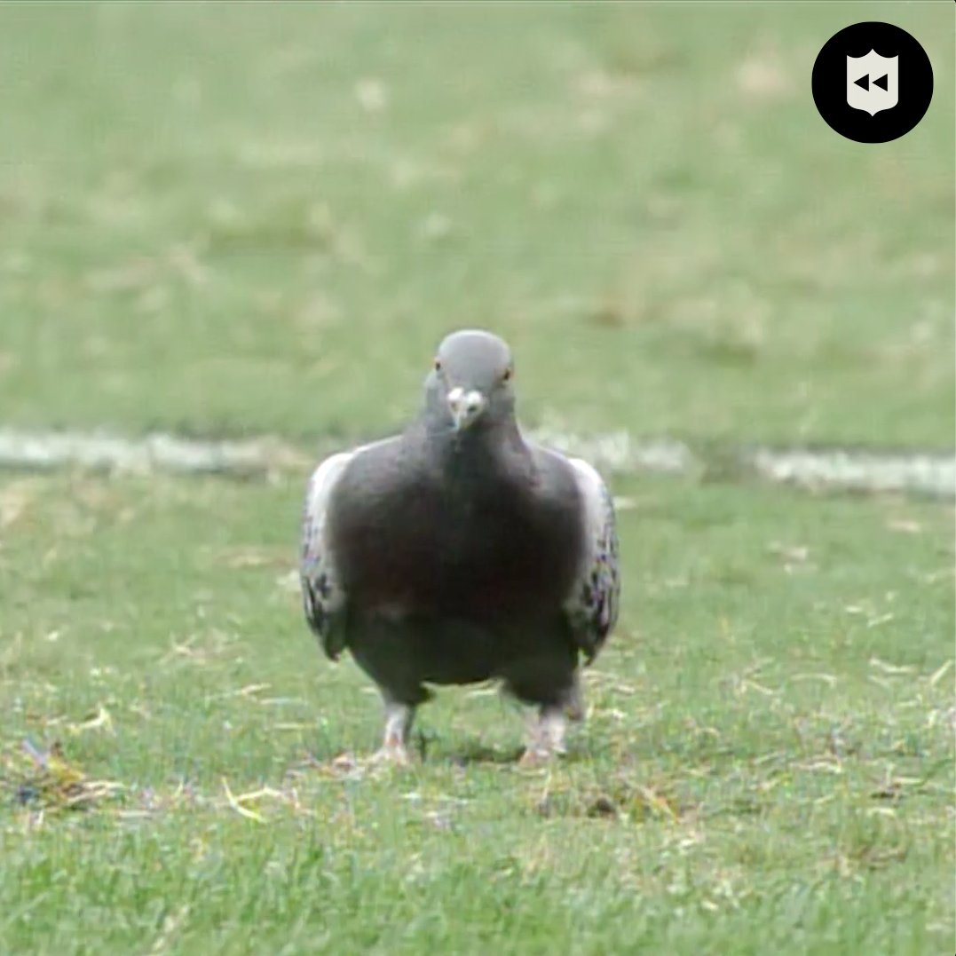 Never forget when a pigeon helped the Raiders on kickoff coverage 😂