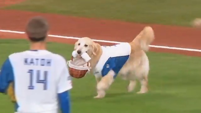 【ほっこり】日本ハム戦の始球式に「ボール犬」が登場、マウンドへボールを運ぼうとするも突如Uターンし球場は和やかな雰囲気に