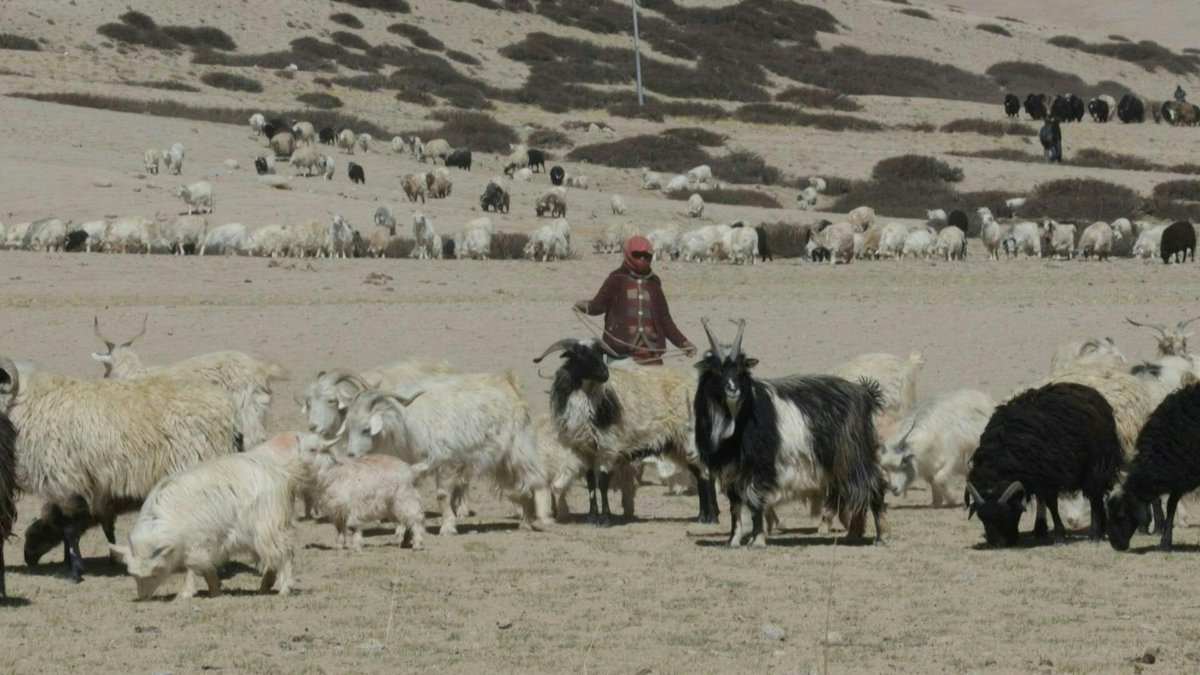 VIDEO: India's Tibetan herders used to guide their goats on age-old seasonal routes. That stopped in 2020, after troops from India and China clashed in Ladakh. For many it meant traditional lands were closed off and the start of a decline in their way of life.