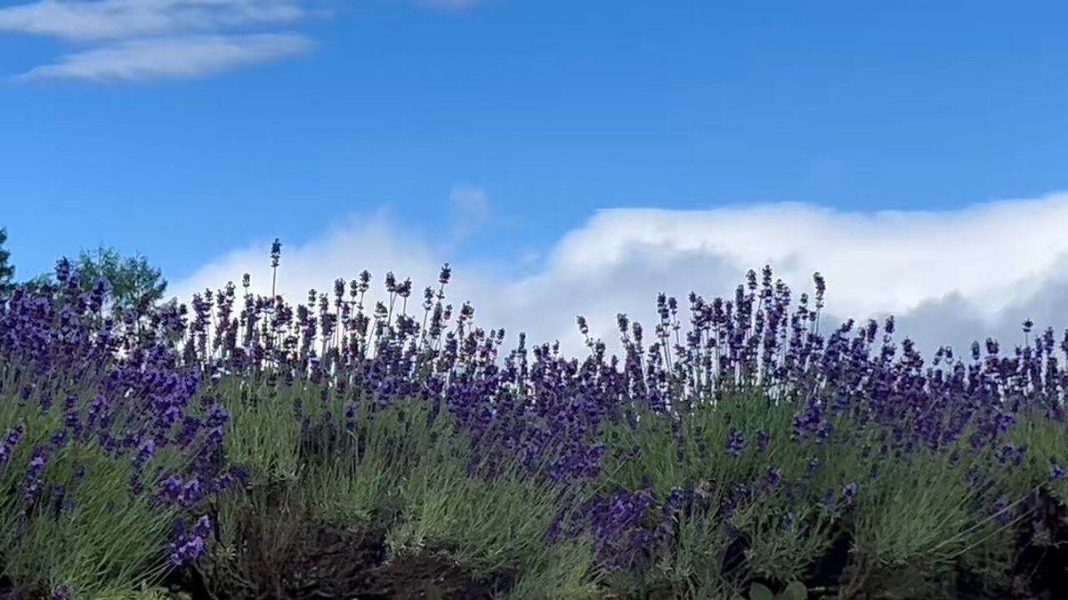 いい感じに見ごろです。 #富良野 #ラベンダー #lavender #北海道 #満開 #観光
