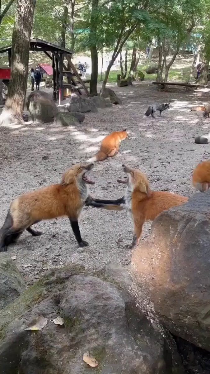 What are they arguing about? 🦊😅