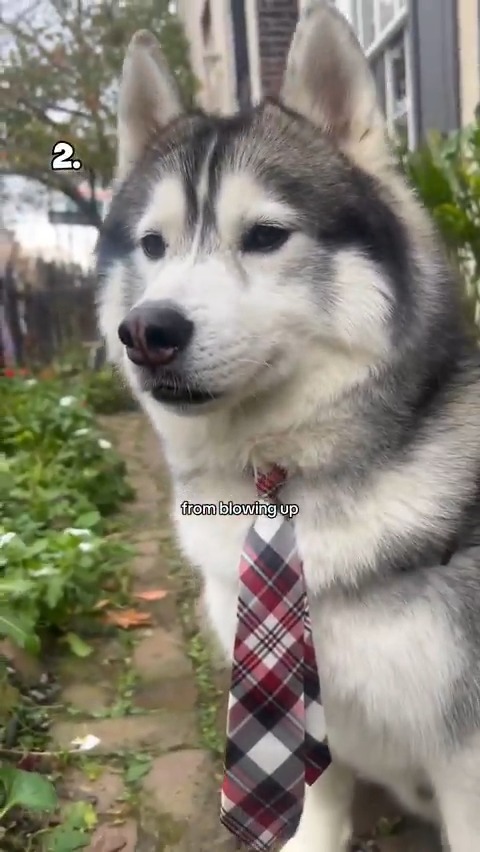 Top 5 Dogs of the year so far!