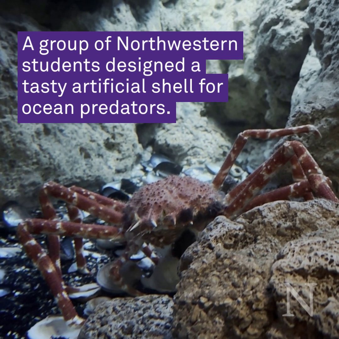 From a Northwestern Design classroom to the Shedd Aquarium to the seas 🐚🐌 A group of Northwestern Engineering students designed a snackable shell, dubbed a "GastroPop," to help inform strategies for restoration and conservation.