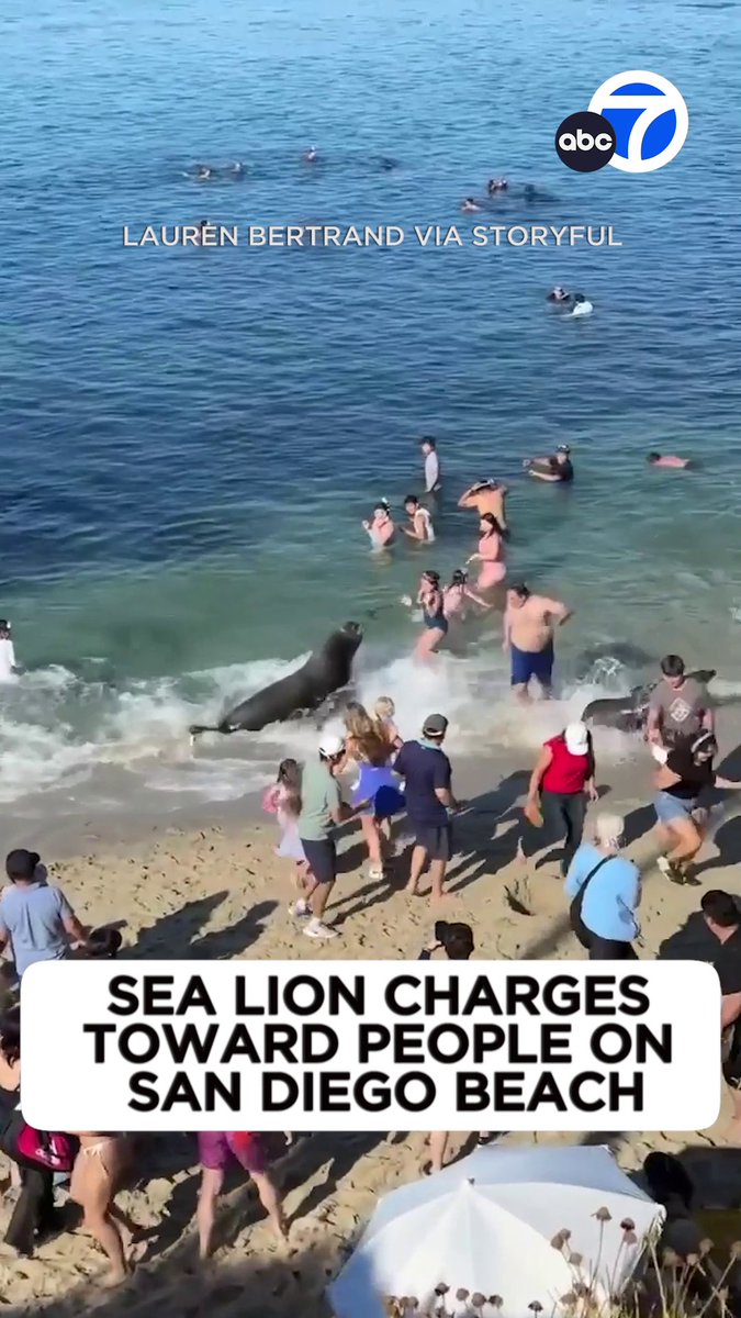 A defensive sea lion mother was seen charging at people on a beach in San Diego, with her two pups close by. 😳 Local officials said this location is a popular one for sea lion mothers to raise their young.
