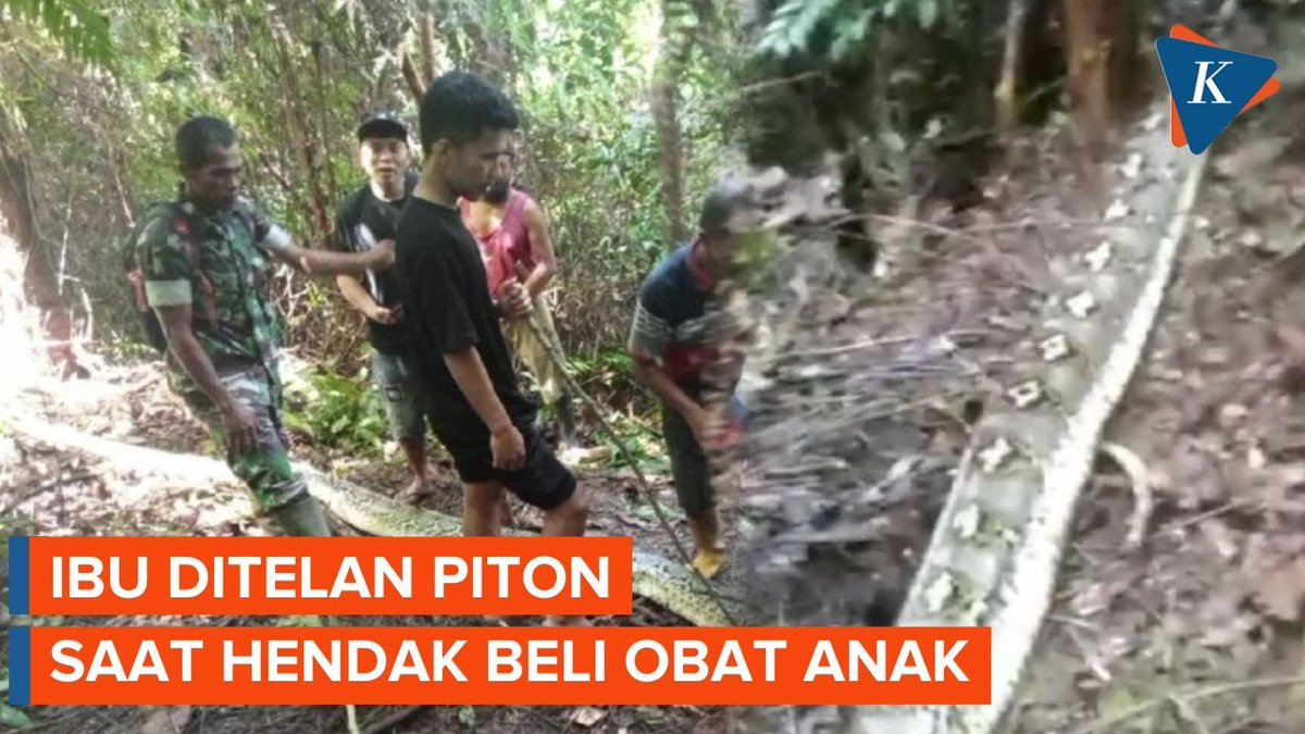 Ibu di Sulsel Tewas Ditelan Ular Piton Saat Hendak Beli Obat Anak ~N #Sulsel #Ular #UlarPiton #SulawesiSelatan