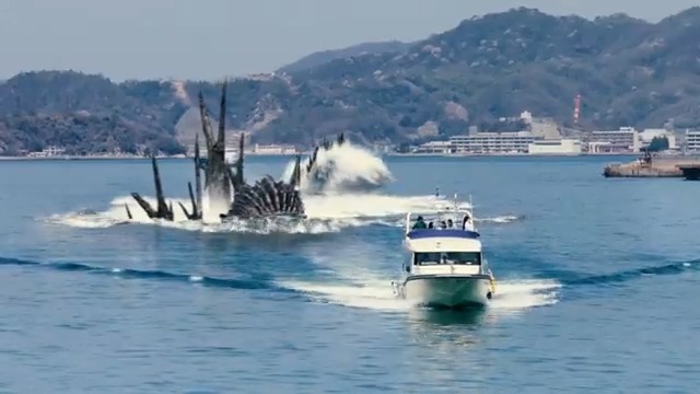 呉湾のゴジラは船が好き。 #zozi撮影