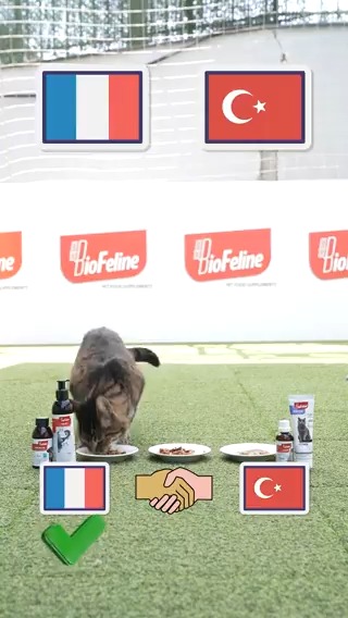 🐈🏆 Kâhin Kedi Paula, EURO 2024 şampiyonunu seçiyor! 🤝 #Biofeline