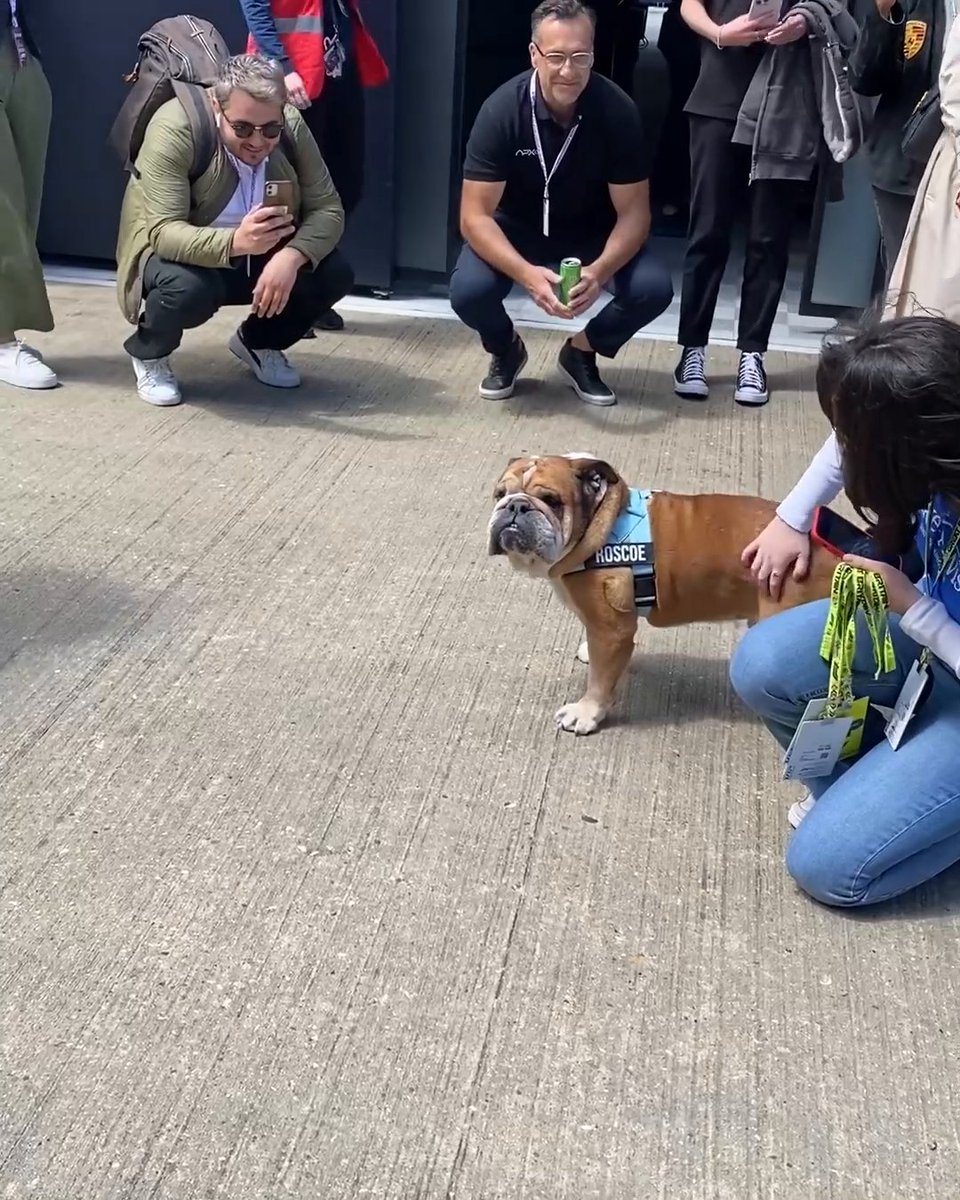 Lewis Hamilton's dog Roscoe is a star in the paddock ⭐️