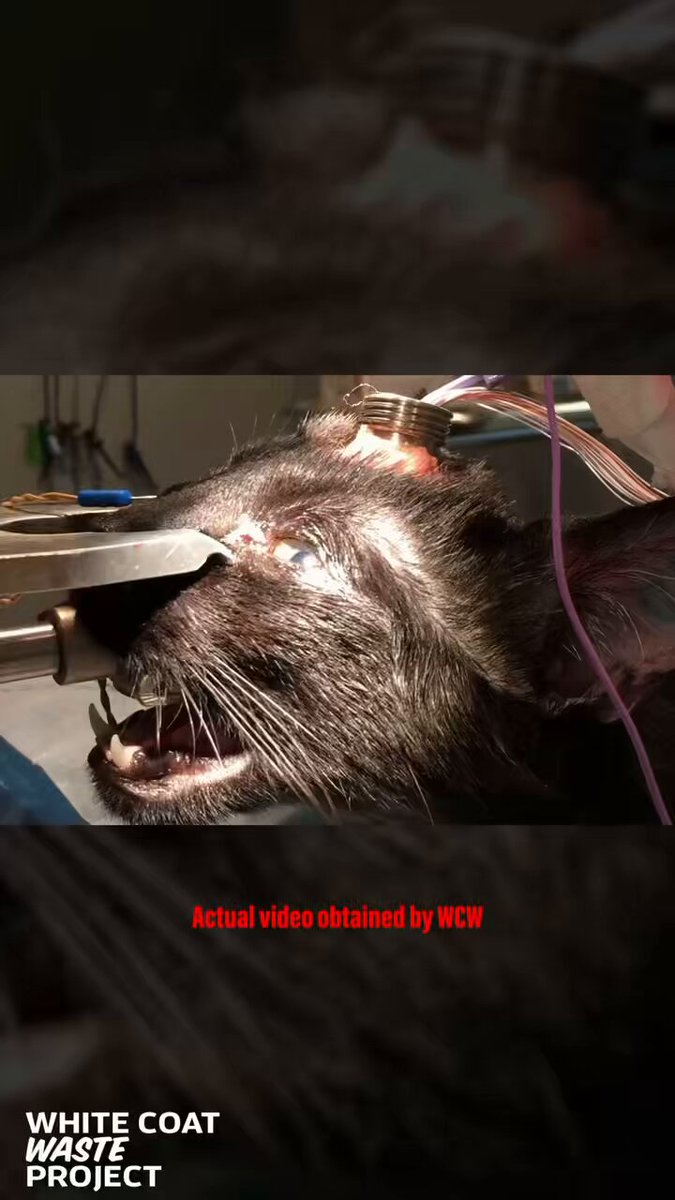 New WCW investigation ‼️ This NIH-funded lab has wasted $35 million of your cash to slash cats’ nerves &amp; shock them with electric pulses to control their facial movements 🔪 Is this how you want your money spent?💸