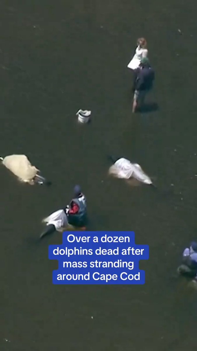 Over a dozen dolphins are DEAD after a mass stranding event at Cape Cod.