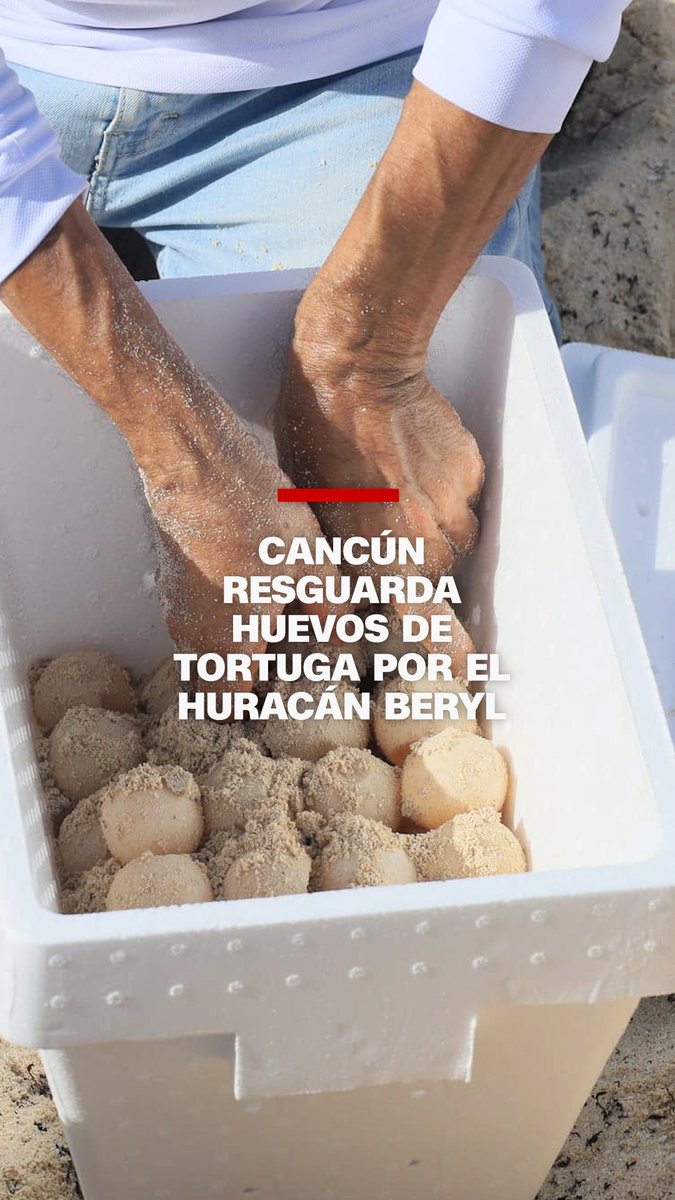 Ante la llegada del huracán #Beryl, el Gobierno de #Cancún activó un plan de contingencia en el estado mexicano de Quintana Roo para resguardar miles de huevos de #tortuga que se encontraban en sus nidos.