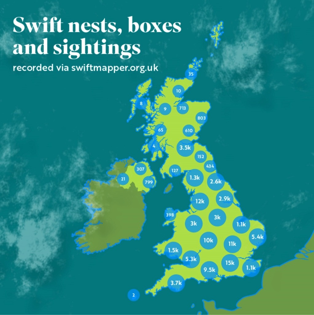 Swifts are in trouble, and we need your help to protect them. 💚 Log your sightings of screaming Swifts and nesting sites on Swift Mapper &amp; aid our conservation efforts. Together, we can safeguard the future of these wonderful birds. Be a Swift mapper: