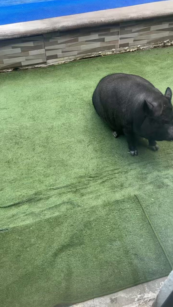 Mi cerdito baila mucho segundos antes daba brincos y vueltas 🤣🤣😂🤣