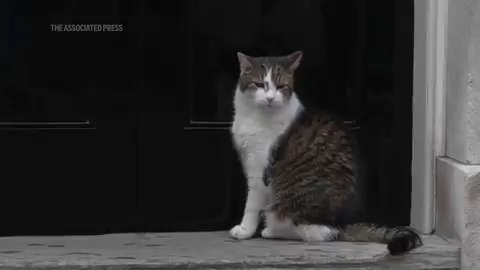 Larry the cat prepares for new UK Prime Minister at Number 10 Downing Street