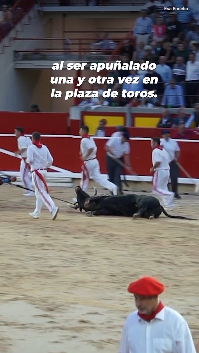 SUGEY ABREGO ™ Mañana empiezan los Sanfermines en Pamplona, donde aproximadamente 60 toros serán asesinados después de sufrir terribles abusos físicos, psicológicos y emocionales. Por favor, comparte nuestro video con un mensaje contra la tauromaquia 🐂