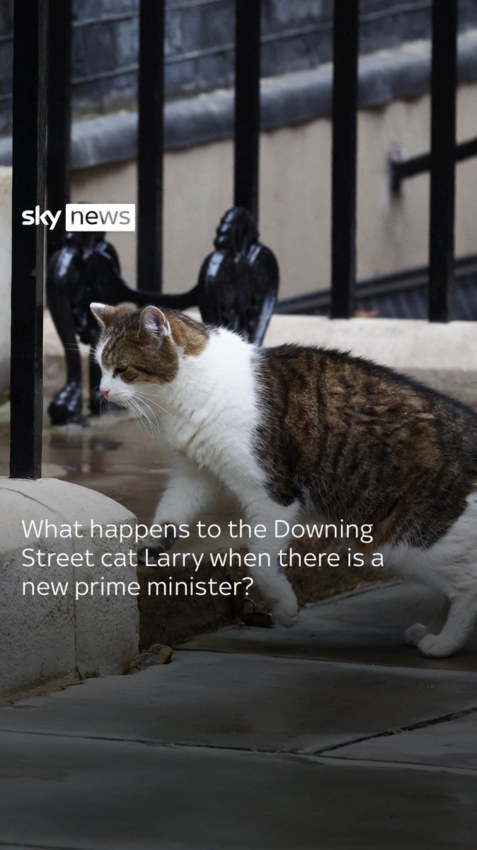 What happens to Larry the cat now? Larry has lived at Number 10 since 2011 - but what happens to him when there is a new prime minister?