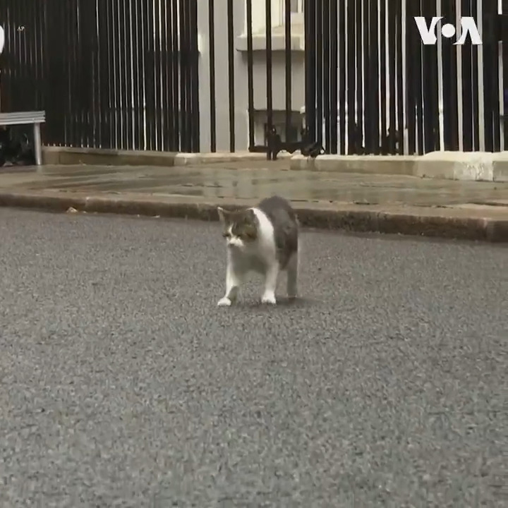 英国首相官邸的捕鼠猫拉里Larry6日迎接新内阁成员们来到唐宁街10号开会。拉里是一只灰白相间的虎斑猫。2011年,拉里从动物收养中心来到唐宁街,帮助控制鼠患问题。从那时起,它就一直担任“首席捕鼠官”,已经历了五任首相。 拉里在社媒X上拥有84万3,000个粉丝。 更多报道: