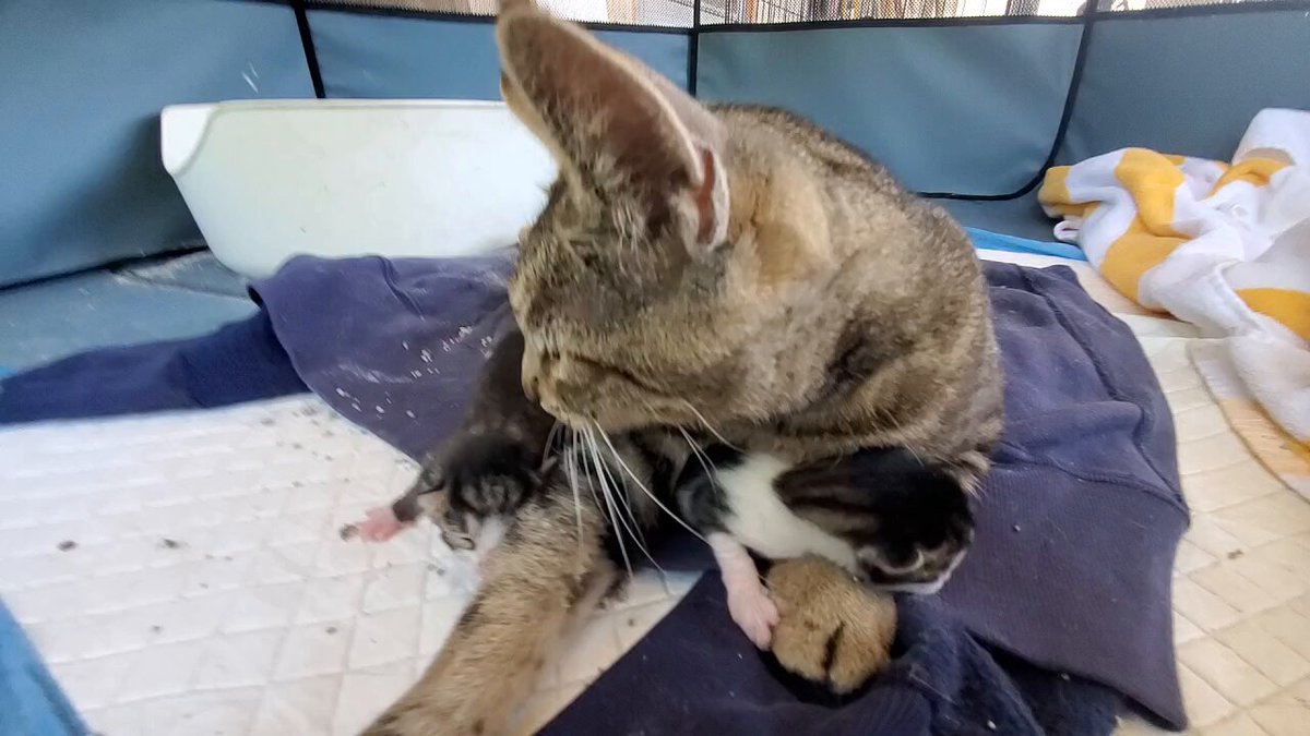 Vid of Tibbs and the beans. If anyone can assist, greatly appreciated. Me and my neighbor are pitching in together, but im in financial pinch and he's elderly.