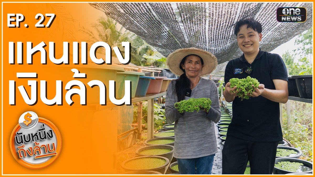 “แหนแดง” เลี้ยงง่ายในกะละมัง ต้นทุนต่ำ รายได้งาม #นับหนึ่งถึงล้าน
