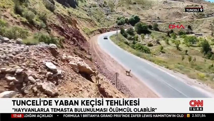 Tunceli'de yaban keçisi tehlikesi! Uzmanlar uyarıyor: "Sakın beslemeyin!"