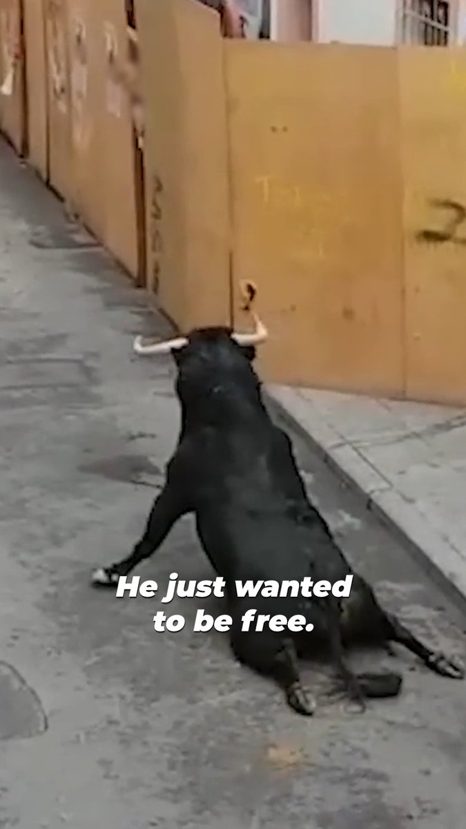 Even with broken legs, this bull is desperately trying to escape being terrorized at a #RunningOfTheBulls festival. Suffering like his is exactly why we need to end this death march!