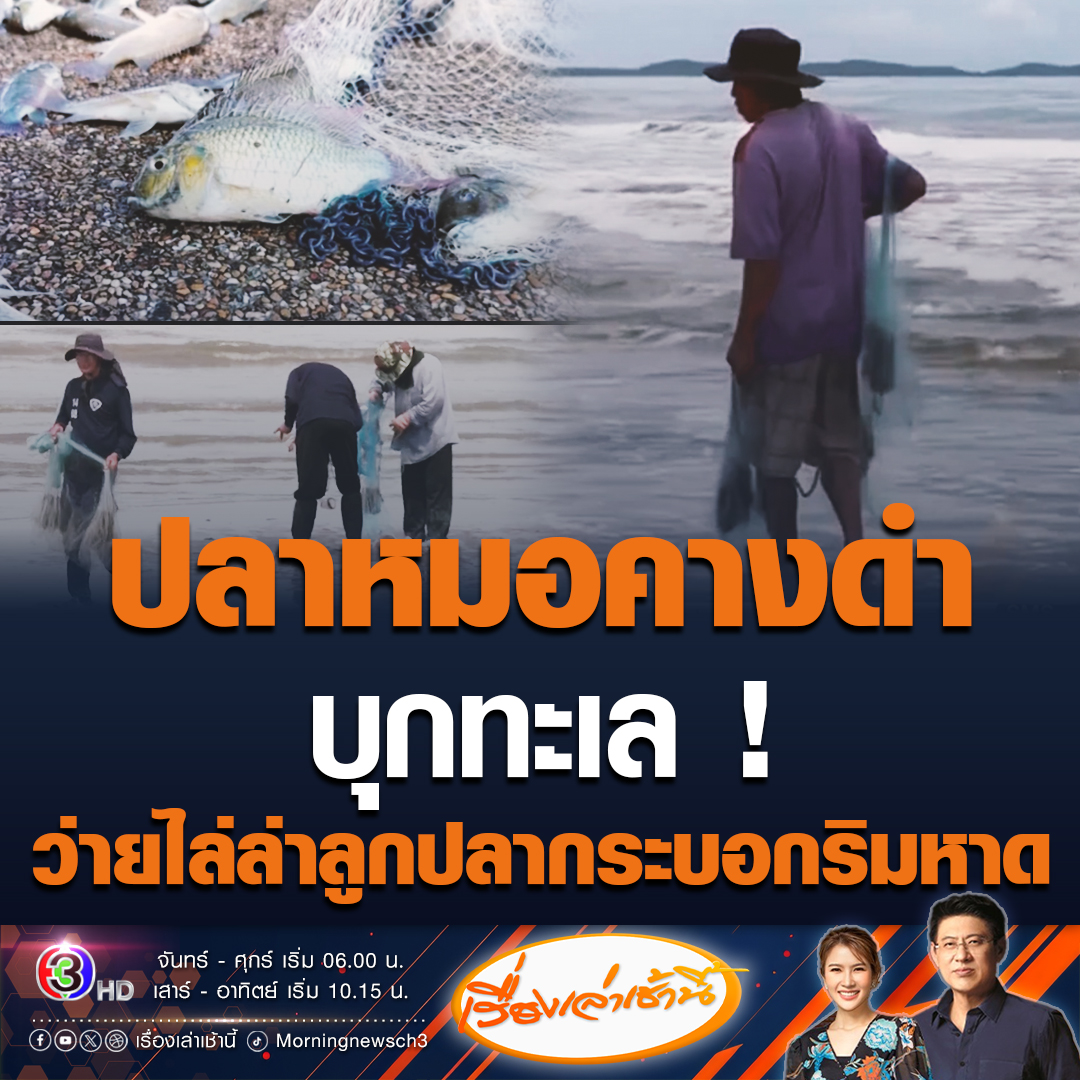 #เรื่องเล่าเช้านี้ ชาวประมงโอด ทอดแหริมชายหาดแม่รำพึง จ.ระยอง เจอปลาหมอคางดำติดแหมาด้วย แถมยังพบว่ายน้ำอยู่กันเป็นฝูง ไล่ล่าลูกปลากระบอกและลูกปลาชนิดอื่นๆ ขณะที่ อ.เจษฎา เผย ปลาหมดคางดำเป็นปลา 3 น้ำ หากไม่รีบกำจัด จะระบาดไปถึงประเทศเพื่อนบ้าน #ข่าวช่อง3 #ข่าวสังคม #ปลาหมอคางดำ