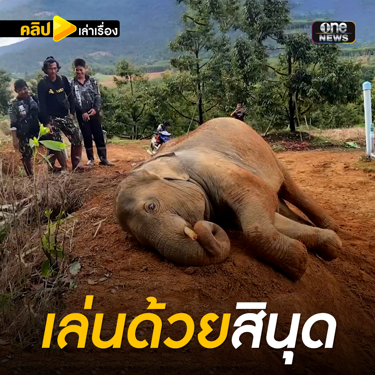 ช้างป่าขี้เล่น แถมไม่กลัวเจ้าหน้าที่ #คลิปเล่าเรื่อง