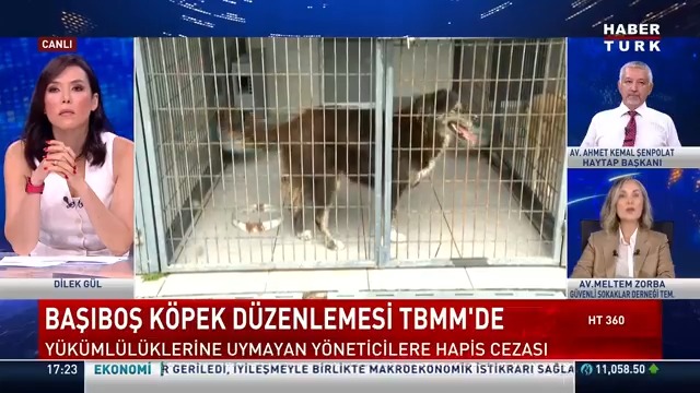Köpekler barınakta nasıl toplanacak? Yeni düzenlemeyle neler değişecek? Av. Meltem Zorba #HT360'ta Dilek Gül'e değerlendirdi.
