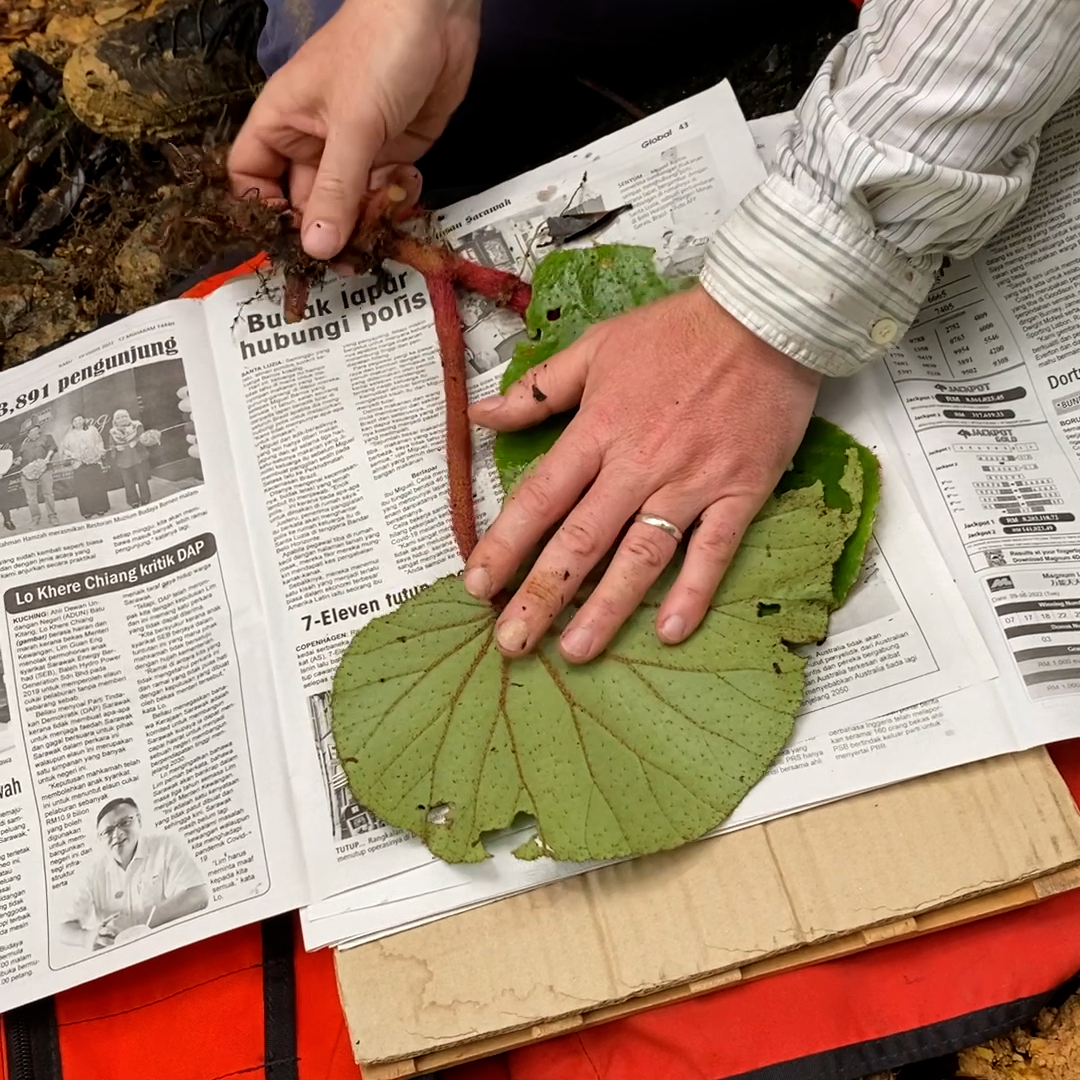🍃🏷️ PART 2 – See how a collection is made for a Herbarium specimen! We're back in the Sarawak rainforest with Tropical Botanist @Scaphium to see how a botanical collection is pressed in the field before it is ultimately incorporated into the Sarawak and Edinburgh herbaria.
