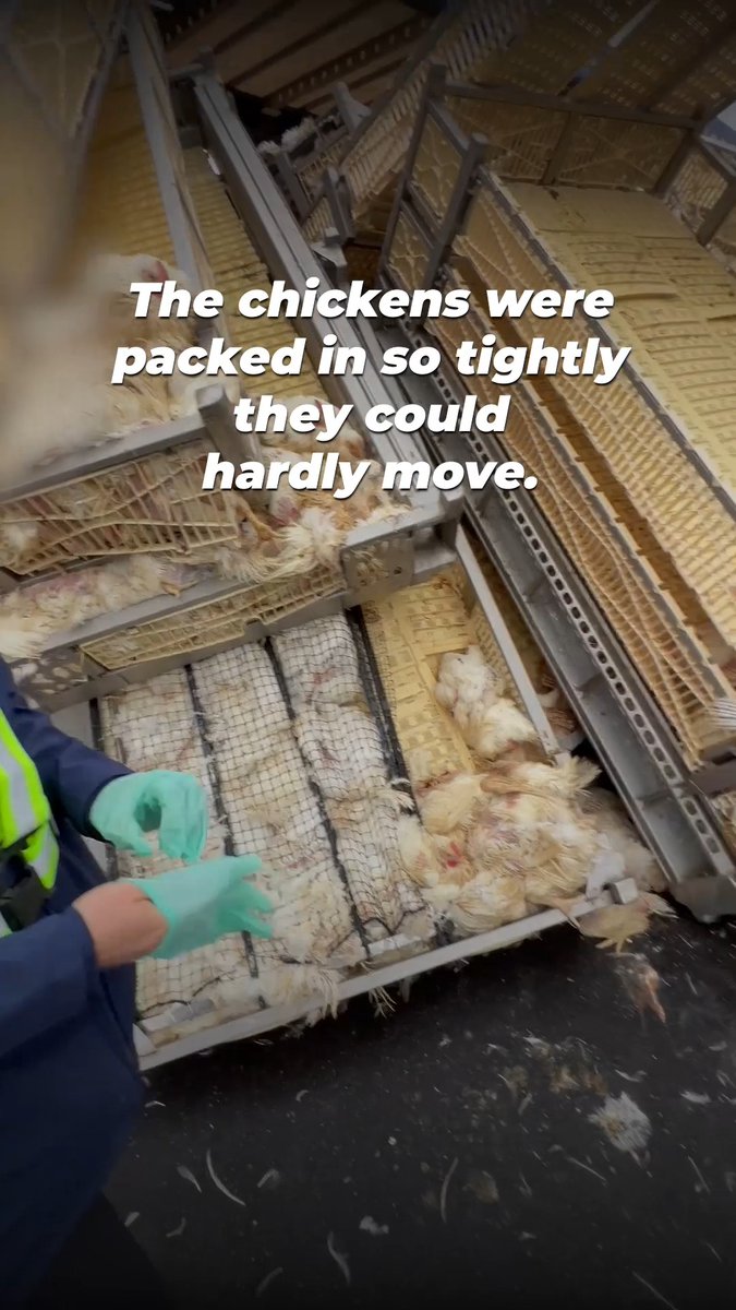 A truck carrying chickens to slaughter crashed and this is what it looked like. The next time you think about eating chicken nuggets remember this. 🎥 - @the_40_yearoldvegan, @jennyveganmcqueen, & Animal Justice Soc. on IG