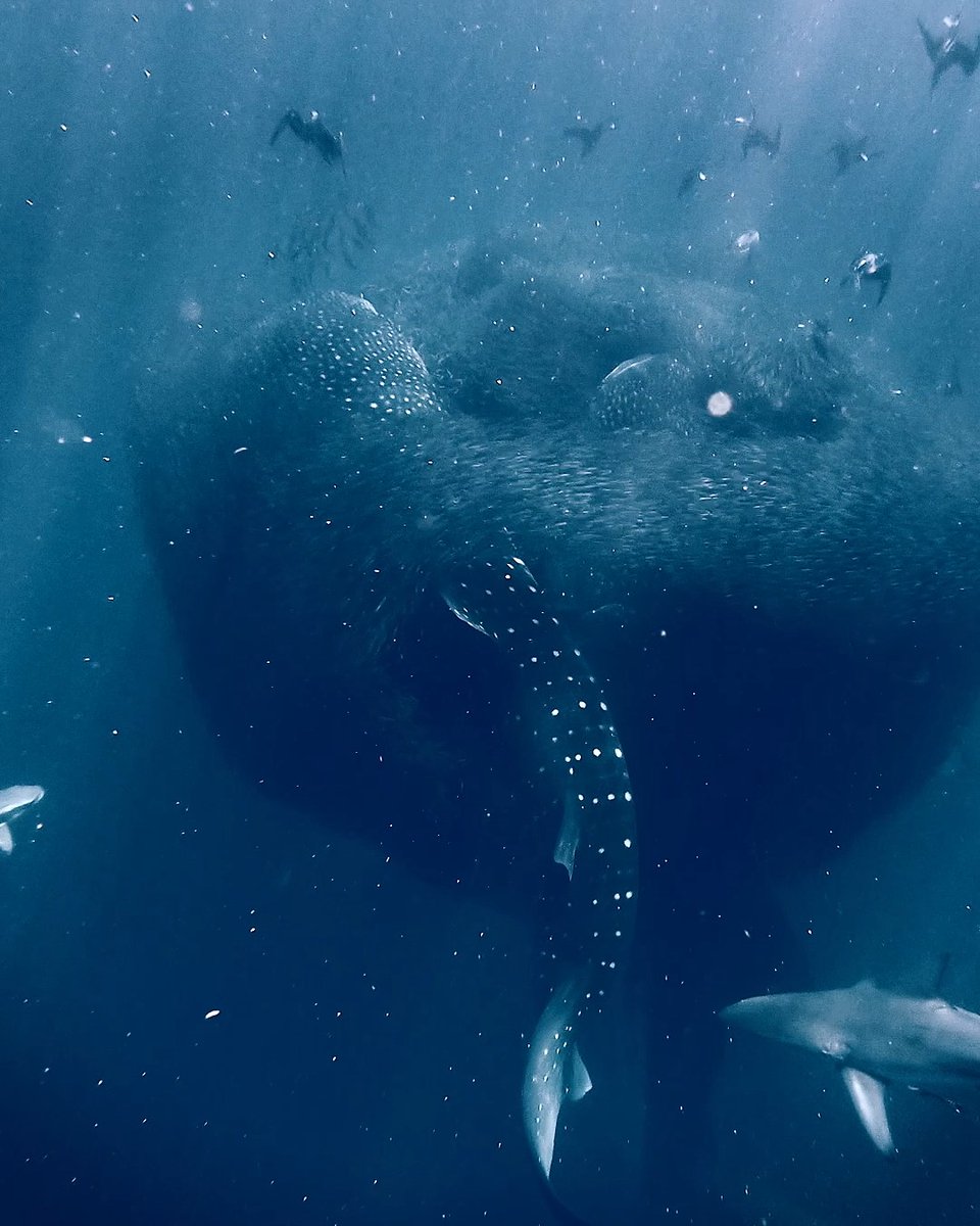 All you can eat buffet, #SharkWeek edition 🍽️ GoPro Subscriber Tom Cannon found himself with front row seats for the sardine feast, earning himself $1,000 after submitting the clip to #Shark #WhaleShark #SouthAfrica #WildlifePhotography