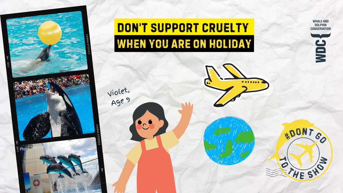 🚨 Exciting new campaign alert! 👉 We're urging holidaymakers #DontGoToTheShow this summer to help end the cruelty of captive whale & dolphin attractions.