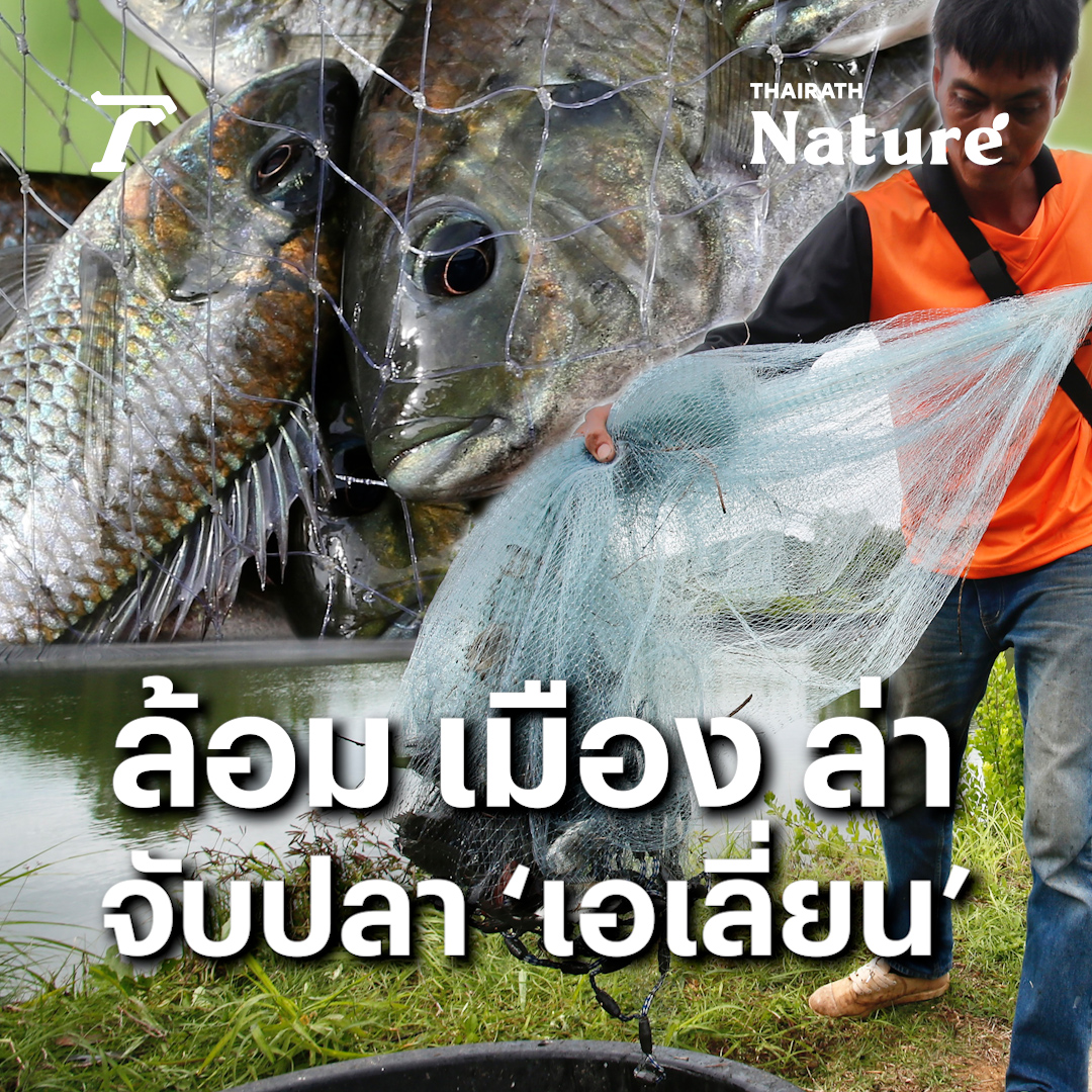 ล้อม เมือง ล่า จับปลา ‘เอเลี่ยน’ จันทบุรี เป็นอีกพื้นที่ที่เกิดปัญหา #ปลาหมอคางดำ ระบาดหนัก กรมประมง ร่วมกับท้องถิ่นและชาวบ้าน ร่วมกัน ‘ล้อม เมือง ล่า’ จับตาย ‘ปลาหมอคางดำ’ ป้องกันพื้นที่กันชนสุดท้ายในน่านน้ำทะเลตะวันตก ไม่ให้ระบาดไปยังพื้นที่ใกล้เคียง #จันทบุรี #ไทยรัฐออนไลน์