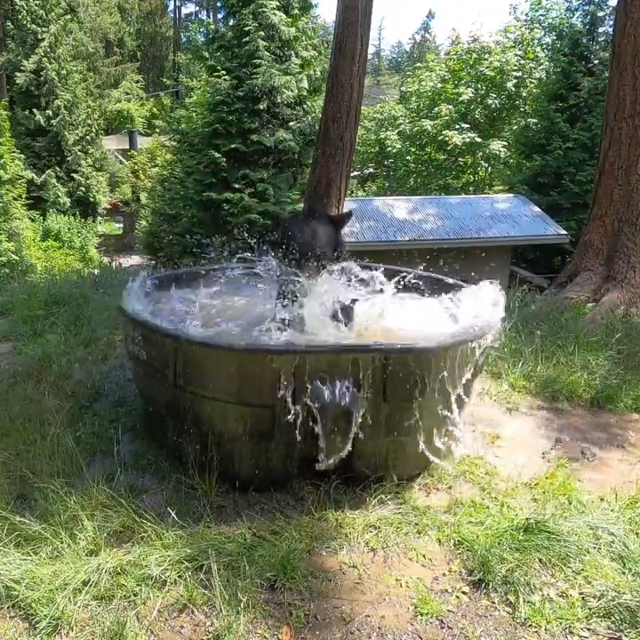 Tub's out cubs out